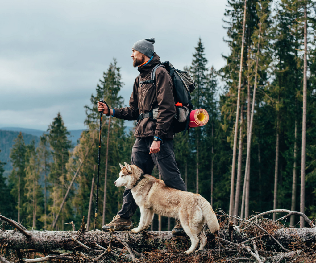 Hiking with Dogs: 7 Essential Preparations and Gears Before Taking Your Dog on a Trail