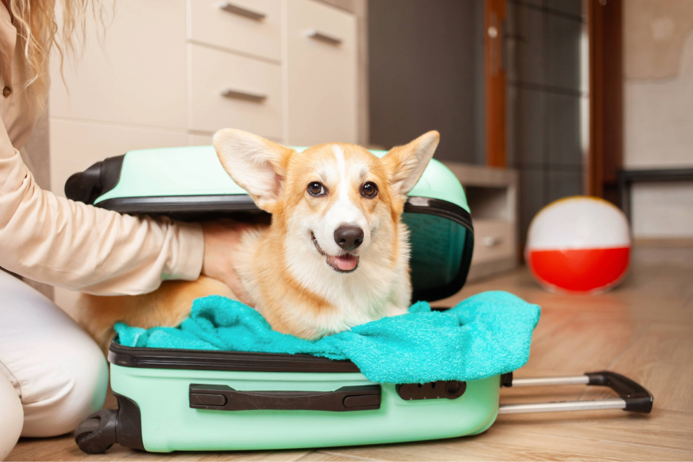 Must Read Before Traveling: Keys for Traveling with Pets