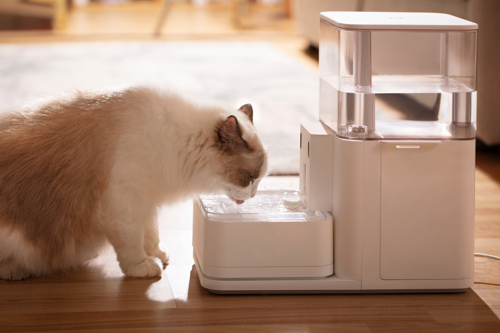 Cat fountains