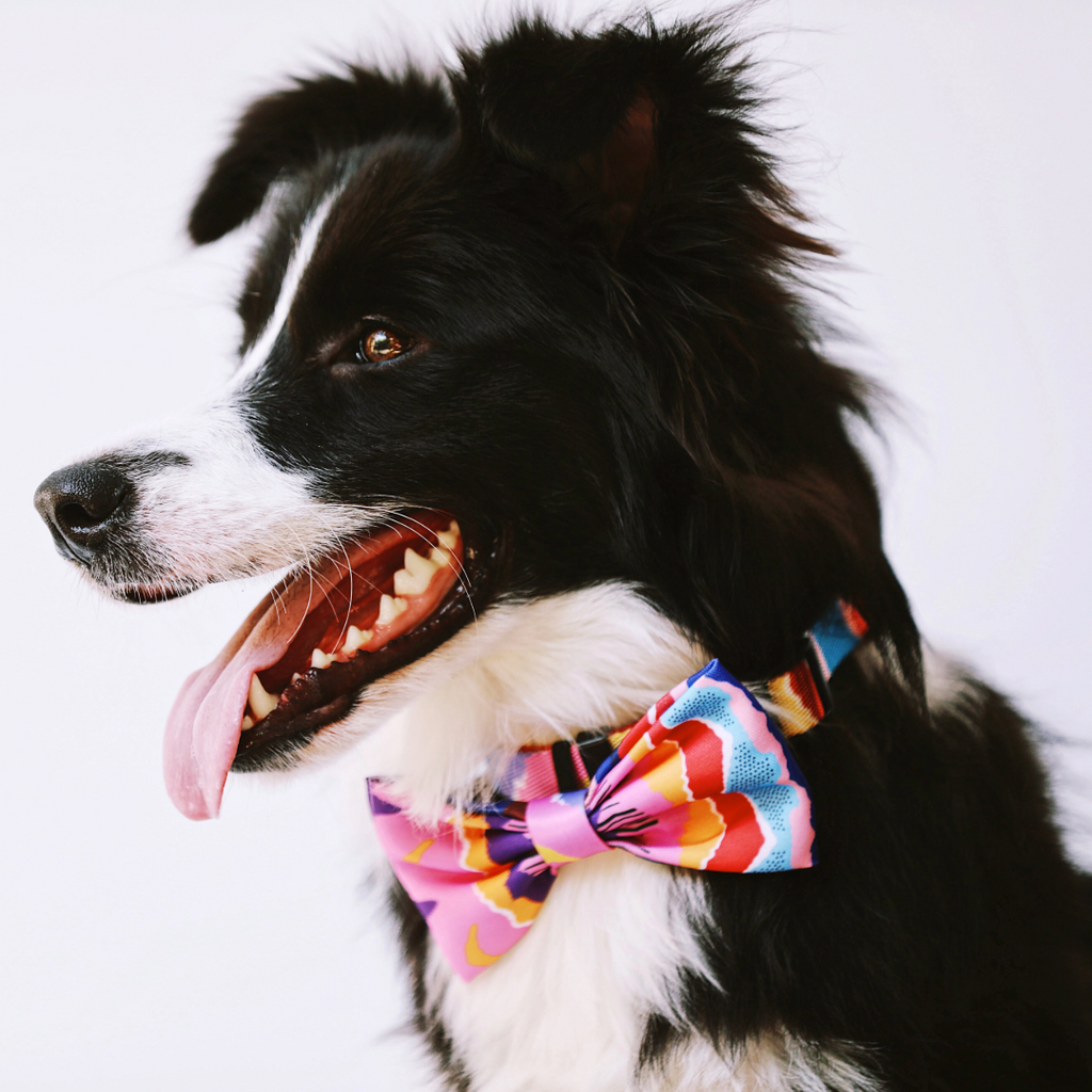 Dog and Cat Cute Colorful Collection Bow Ties Large Dog