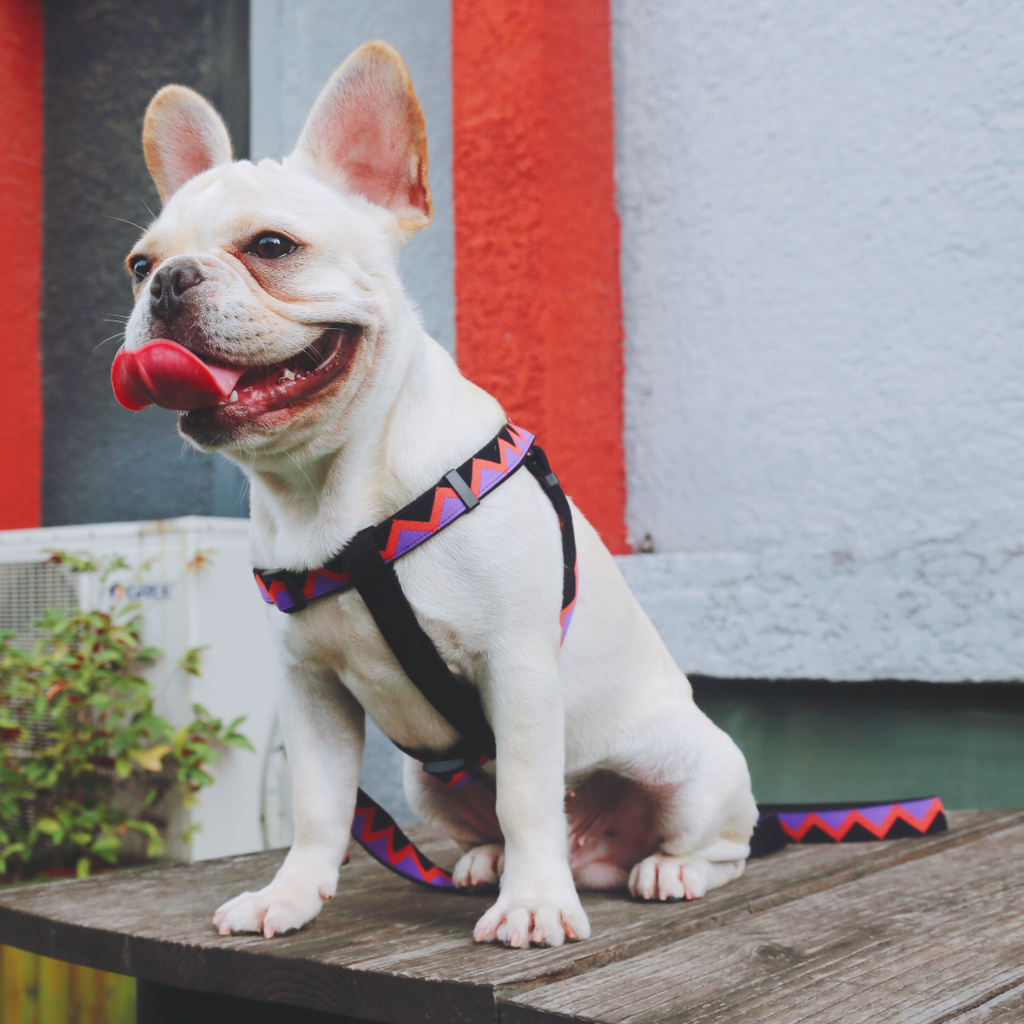 Rainbow Collection Type Y Dog Harness Sample