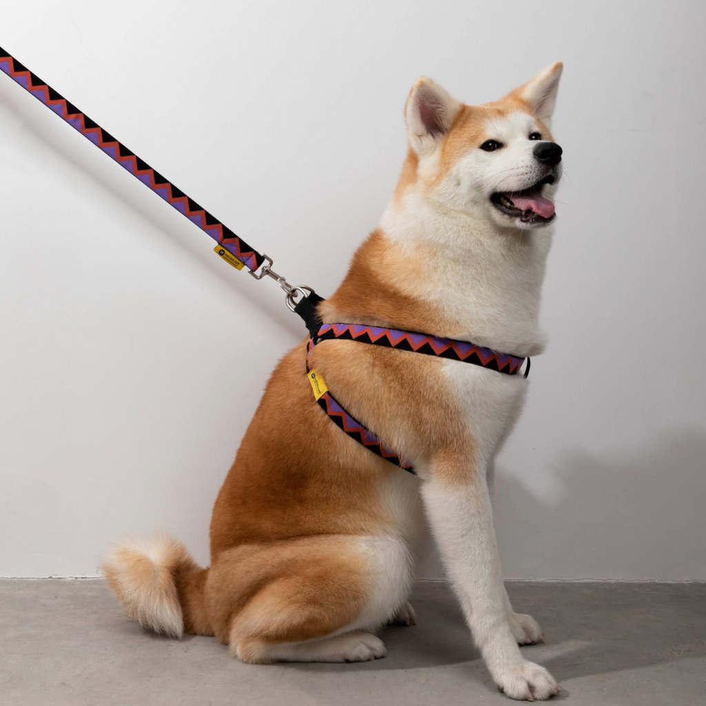 Rainbow Collection Type Y Dog Harness Outdoor