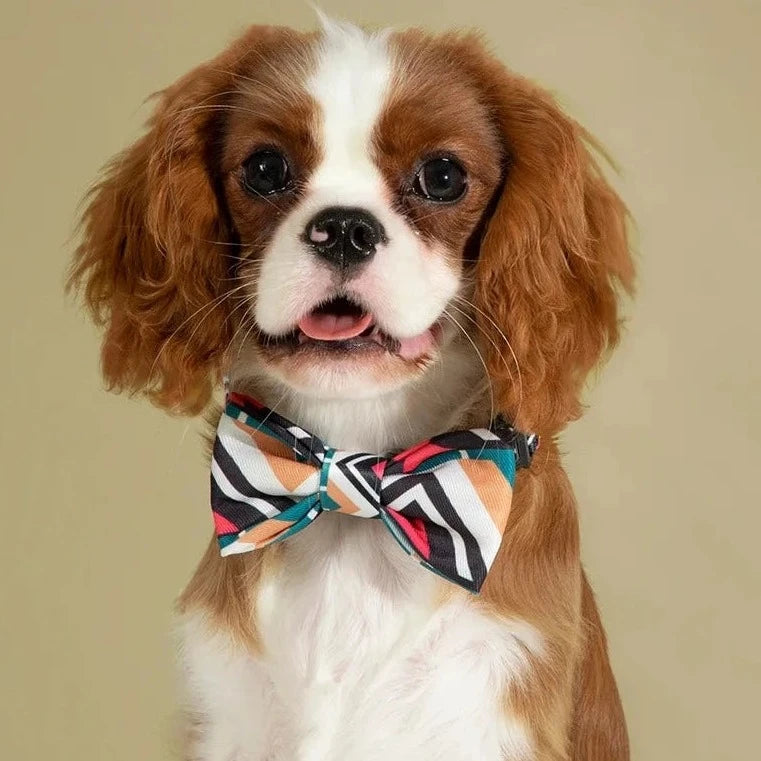 Dog and Cat Cute Colorful Collection Bow Ties