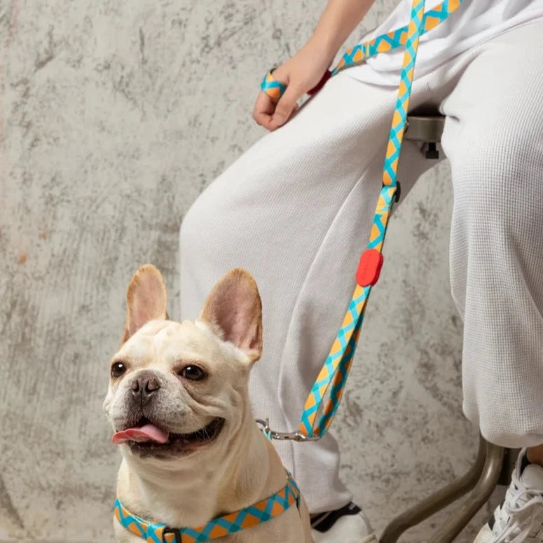 Cute Colorful Collection Dog Leash Sample