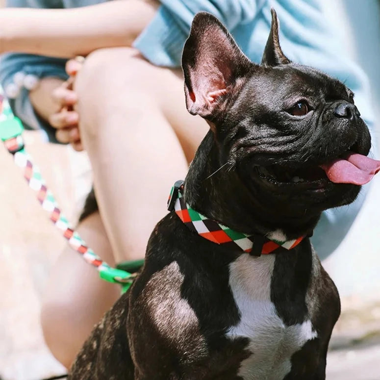 Cute Colorful Collection Dog Collar Sample