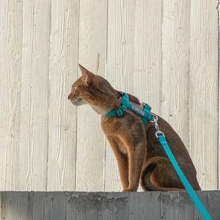 Leather Vest-style Cat Harness and Leash Set Canada US