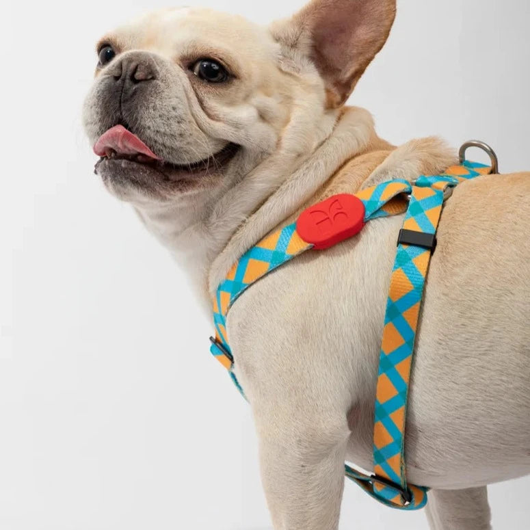 Cute Colorful Collection Type Y Dog Harness Canada US