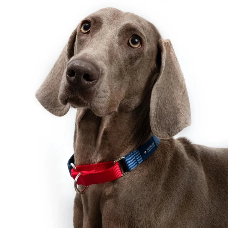 Rainbow Collection Adjustable Dog Collar Handle