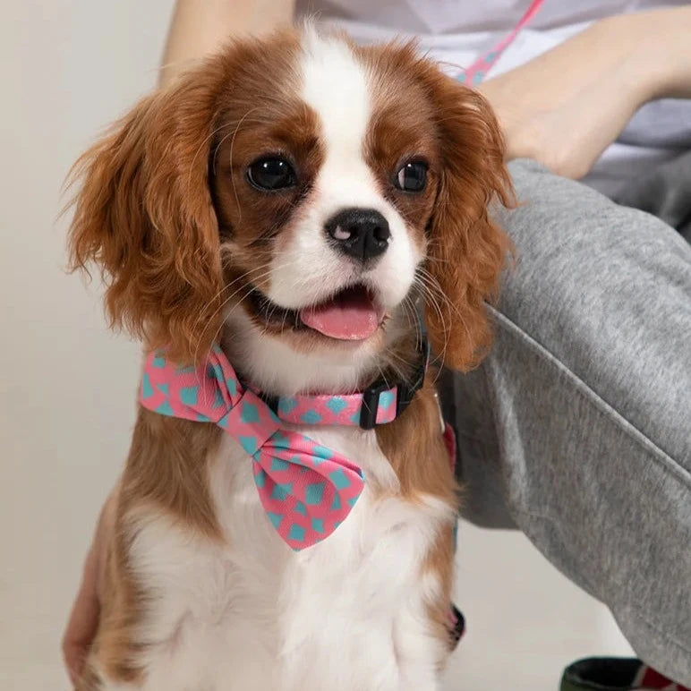 Dog and Cat Cute Colorful Collection Bow Ties Small Dog