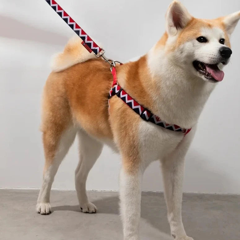 Rainbow Collection Type Y Dog Harness