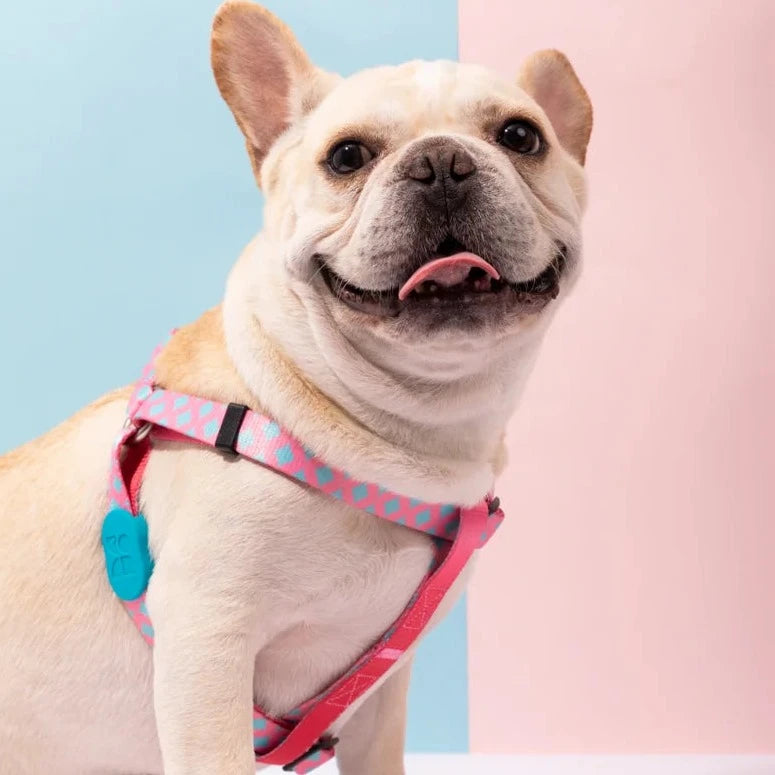 Cute Colorful Collection Type Y Dog Harness