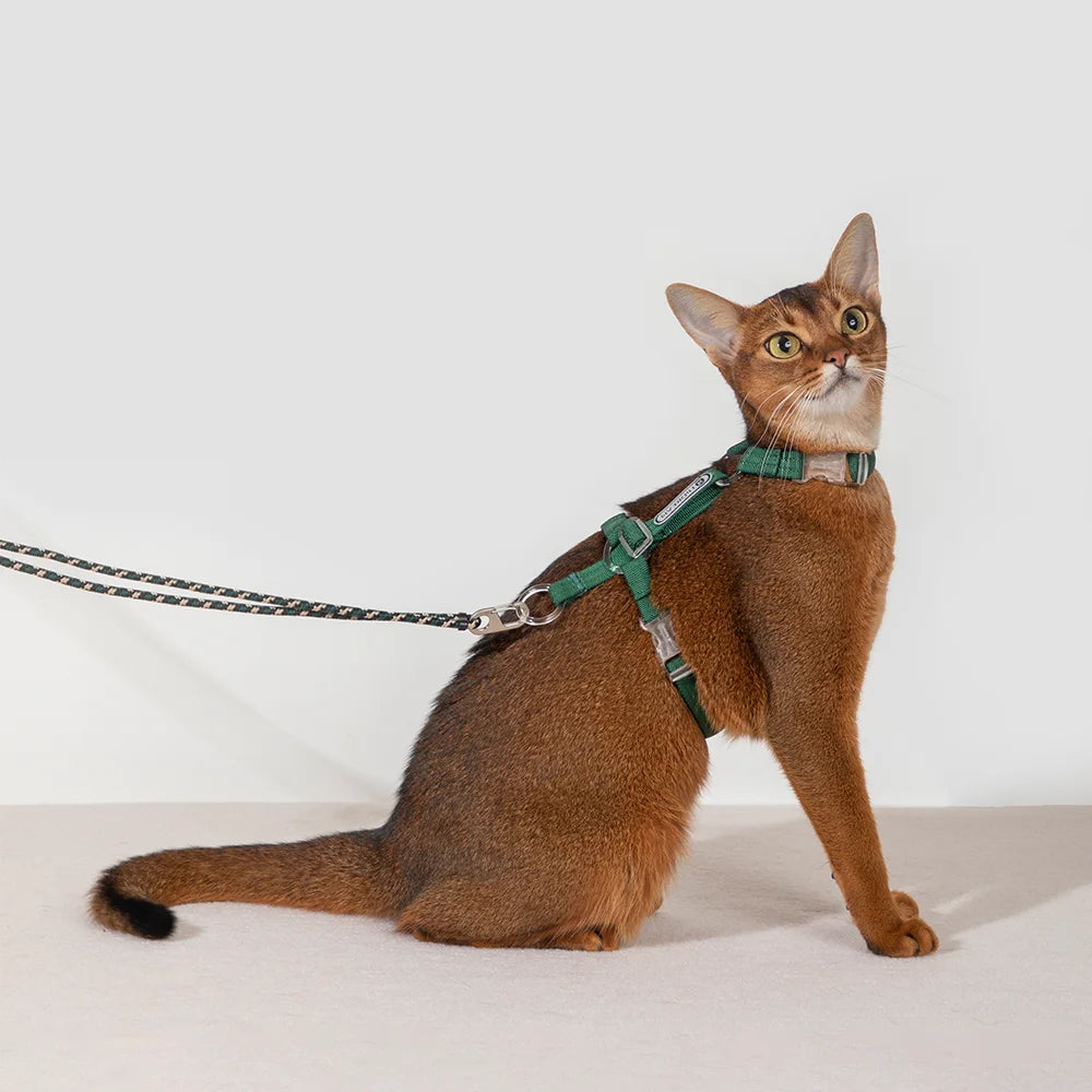 Explorer Cat Harness and Leash Set