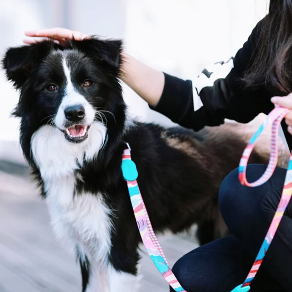 Cute Colorful Collection Dog Leash